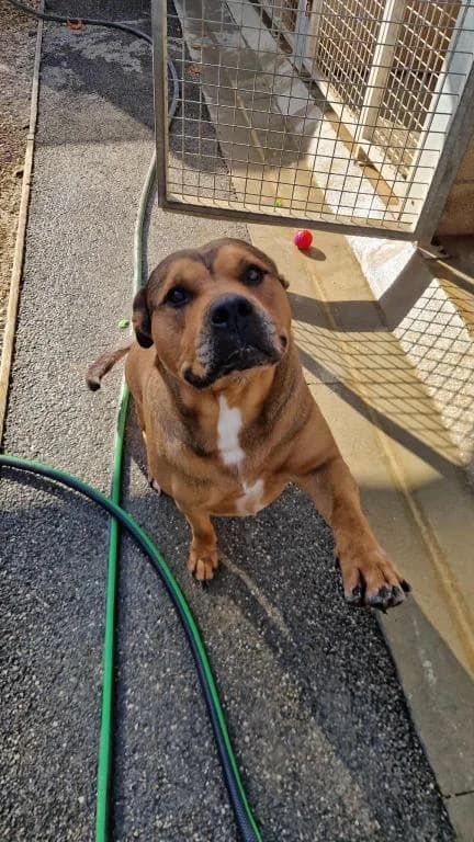MONA, female 6yo Rottweiler for adoption at SPA des Cailloux, Dijon