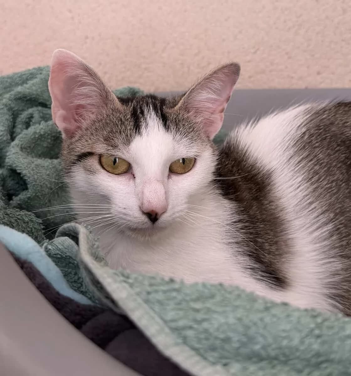 NEIGE, female young European Shorthair for adoption at SPA des Cailloux, Dijon