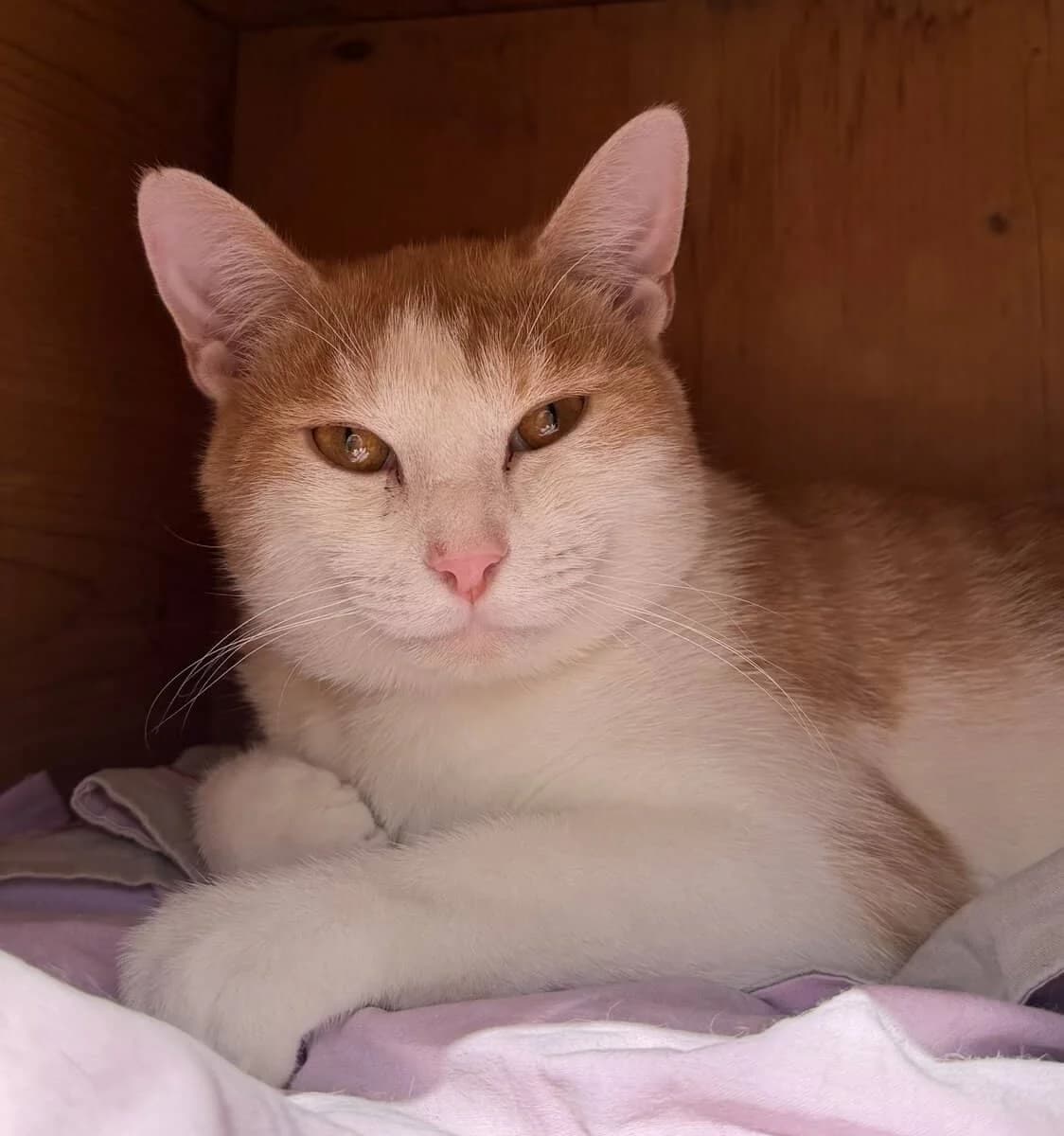NICK, male 3yo European Shorthair for adoption at SPA des Cailloux, Dijon