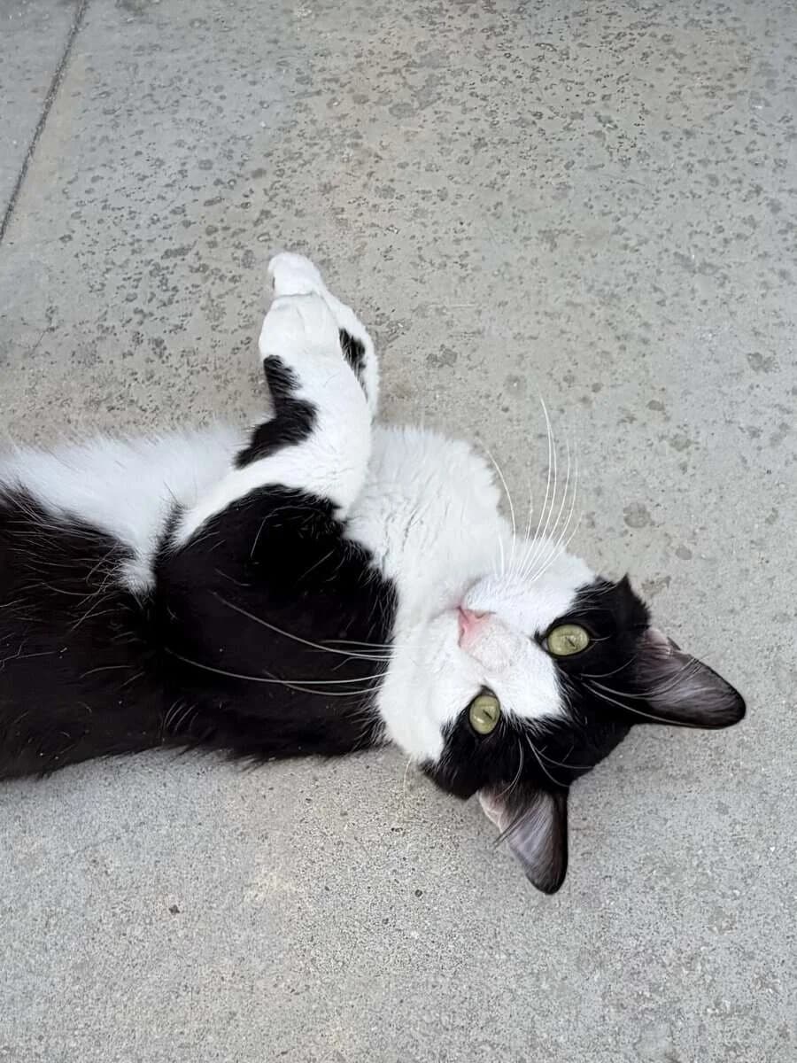PONGO, male 7yo European Shorthair for adoption at SPA des Cailloux, Dijon