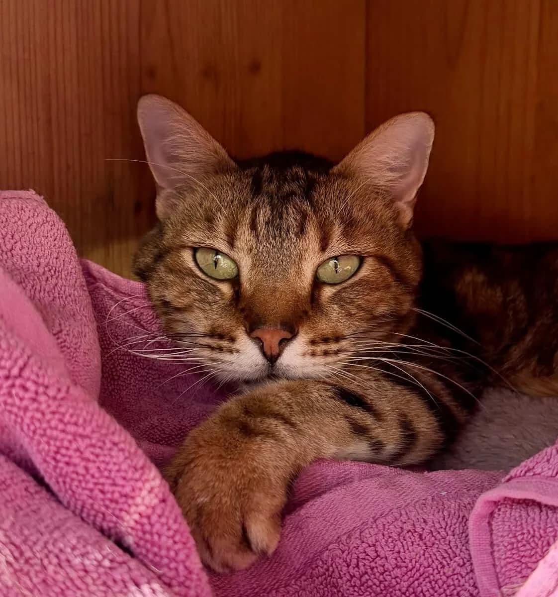 RUBY, male senior European Shorthair for adoption at SPA des Cailloux, Dijon