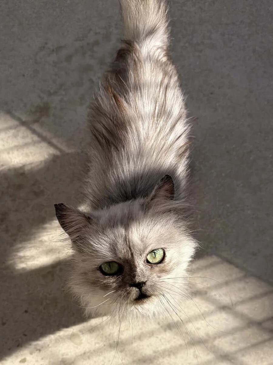 SATURNIN, male young Persian for adoption at SPA des Cailloux, Dijon