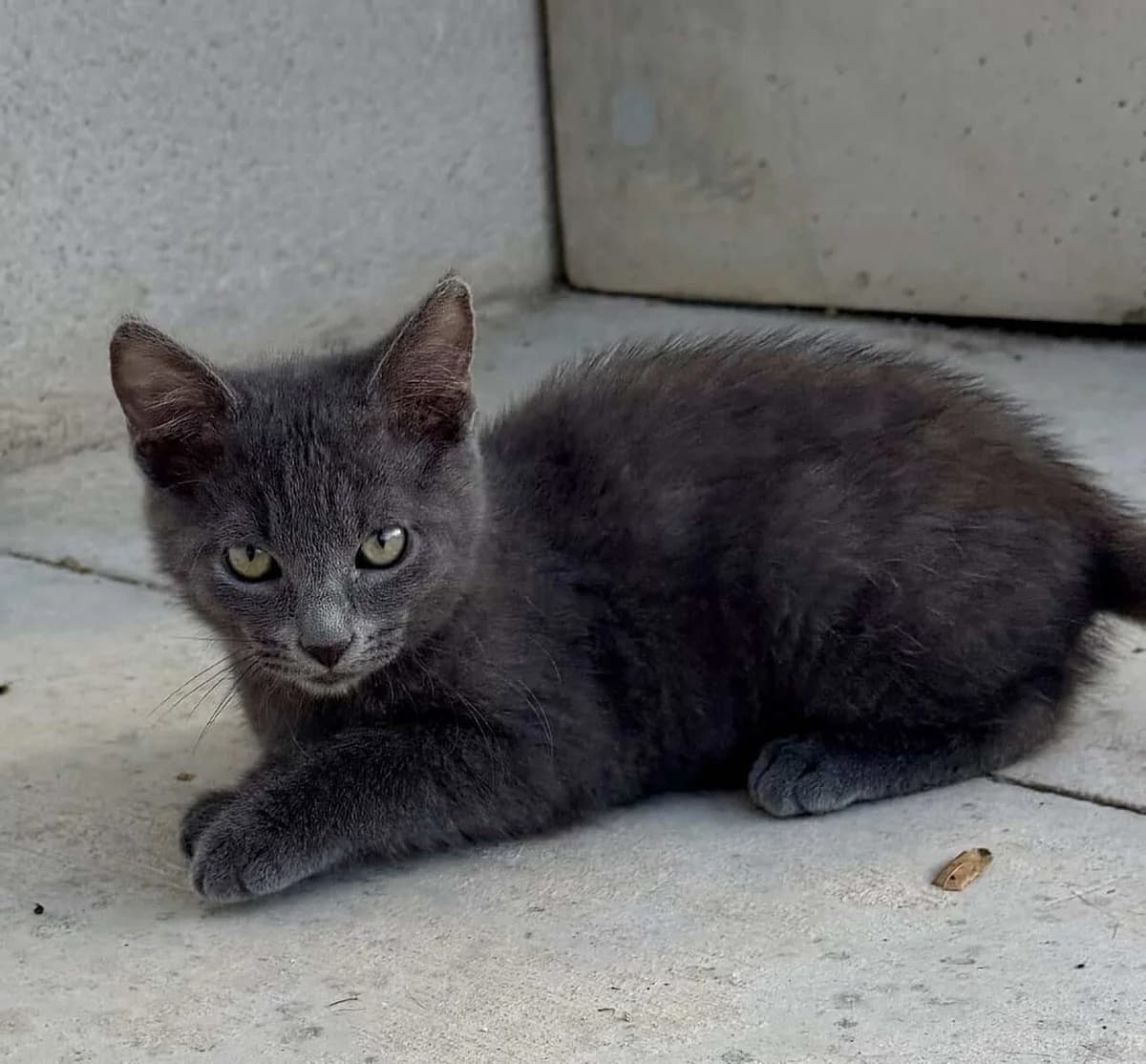 SMOKY, male puppy European Shorthair for adoption at SPA des Cailloux, Dijon