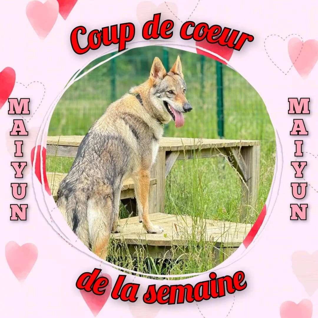 Maiyun, female 7yo Mixed Breed for adoption at SPA du Gers