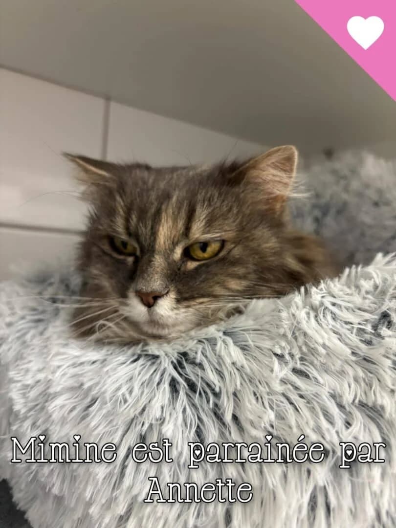 🆘️ Recherche FALD 🆘️ ♀️ Mimine, female senior Mixed Breed for adoption at SPA du Gers