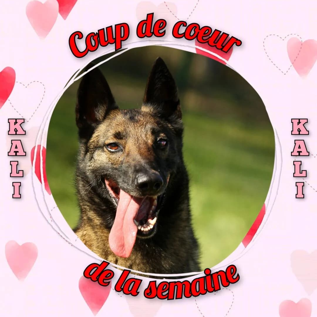 Kali, female 7yo Mixed Breed for adoption at SPA du Gers