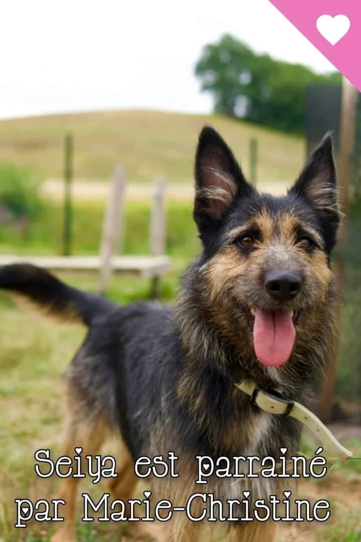 Seiya, male 6yo Mixed Breed for adoption at SPA du Gers