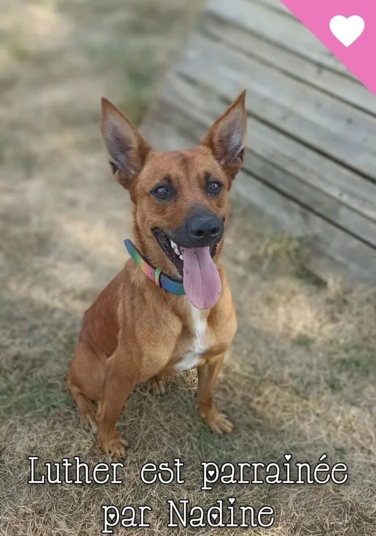 Luther, female young Mixed Breed for adoption at SPA du Gers