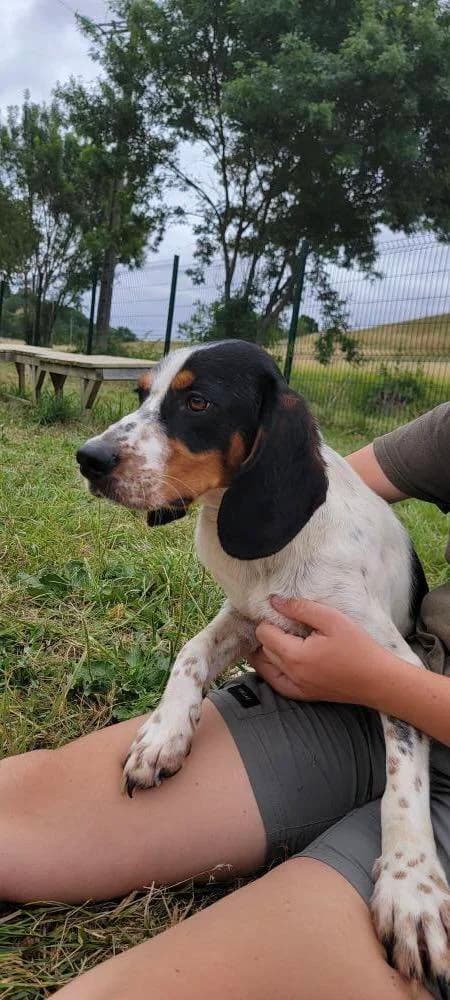 Valco, male young Mixed Breed for adoption at SPA du Gers