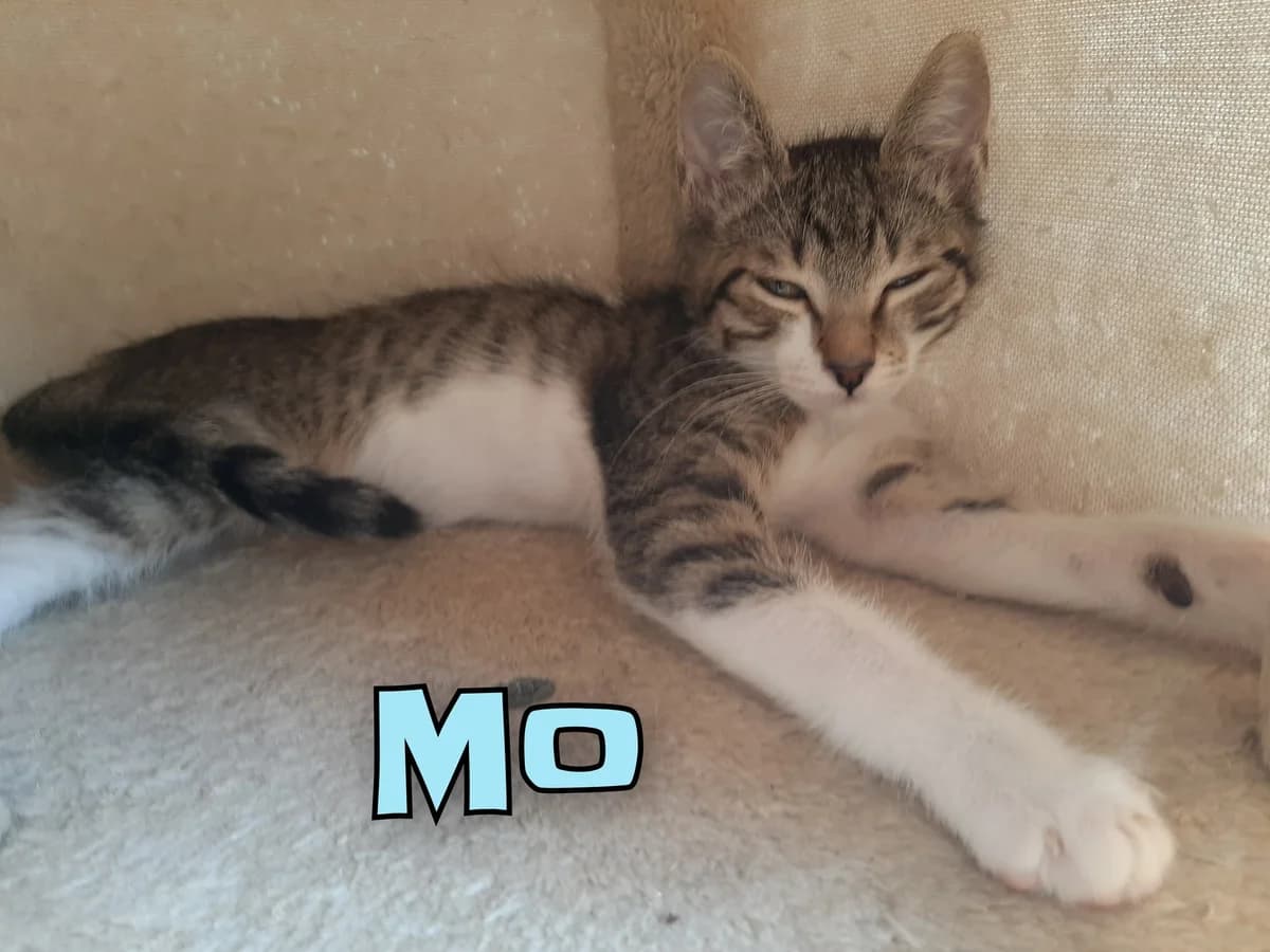 ♂️ Mo, male young Mixed Breed for adoption at SPA du Gers