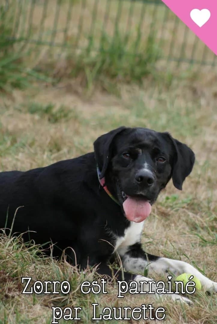Zorro, male 6yo Mixed Breed for adoption at SPA du Gers