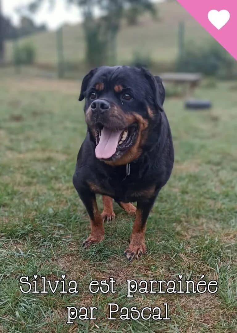 🆘️ Recherche FALD 🆘️ Silvia, female Mixed Breed for adoption at SPA du Gers