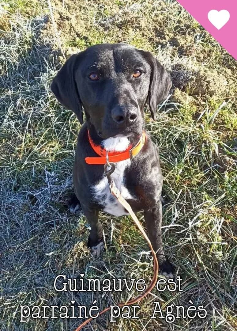 Guimauve, male 4yo Mixed Breed for adoption at SPA du Gers