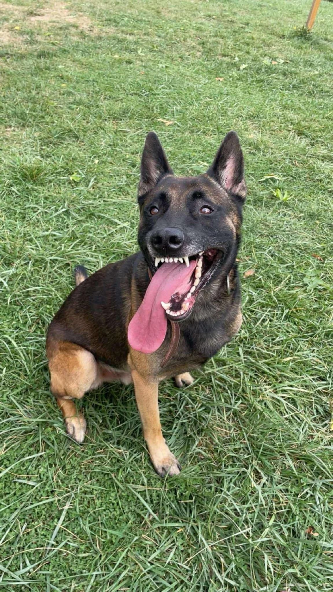 Tyler, male 4yo Mixed Breed for adoption at SPA du Gers