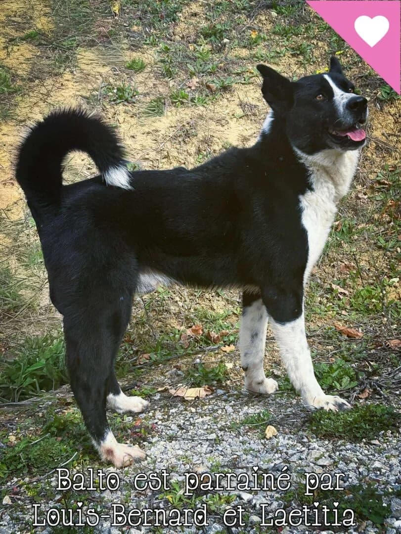 Balto, male young Mixed Breed for adoption at SPA du Gers