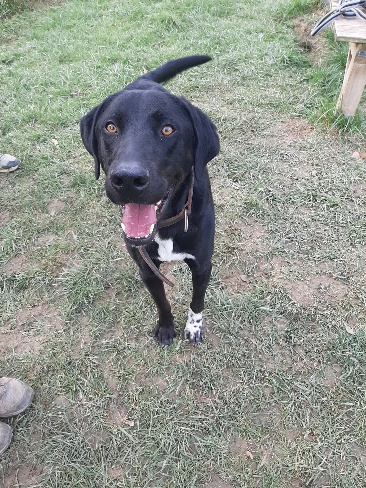 Uky, male 3yo Mixed Breed for adoption at SPA du Gers