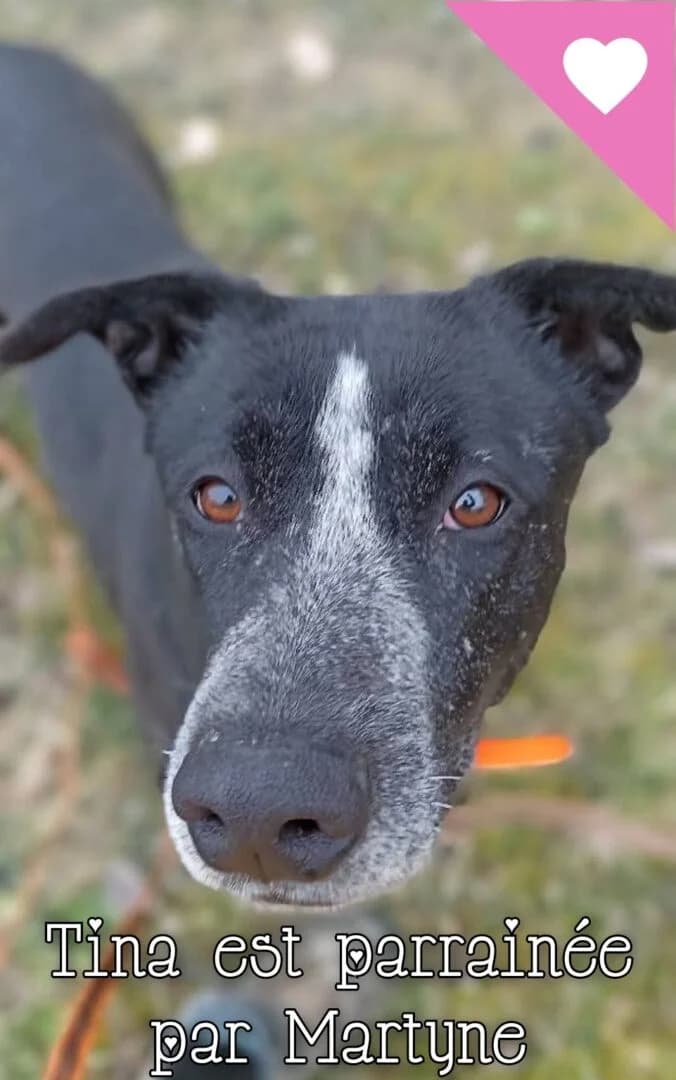 Tina, female 4yo Mixed Breed for adoption at SPA du Gers