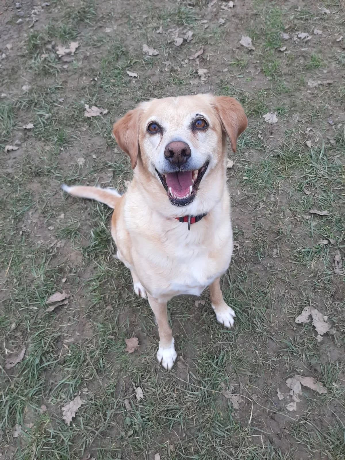 Maya, female senior Mixed Breed for adoption at SPA du Gers