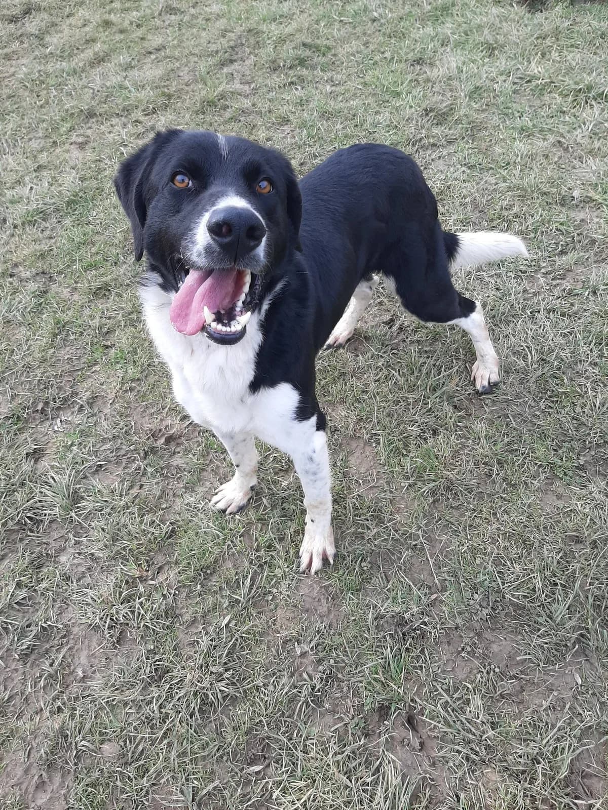 Tyzon, male 6yo Mixed Breed for adoption at SPA du Gers