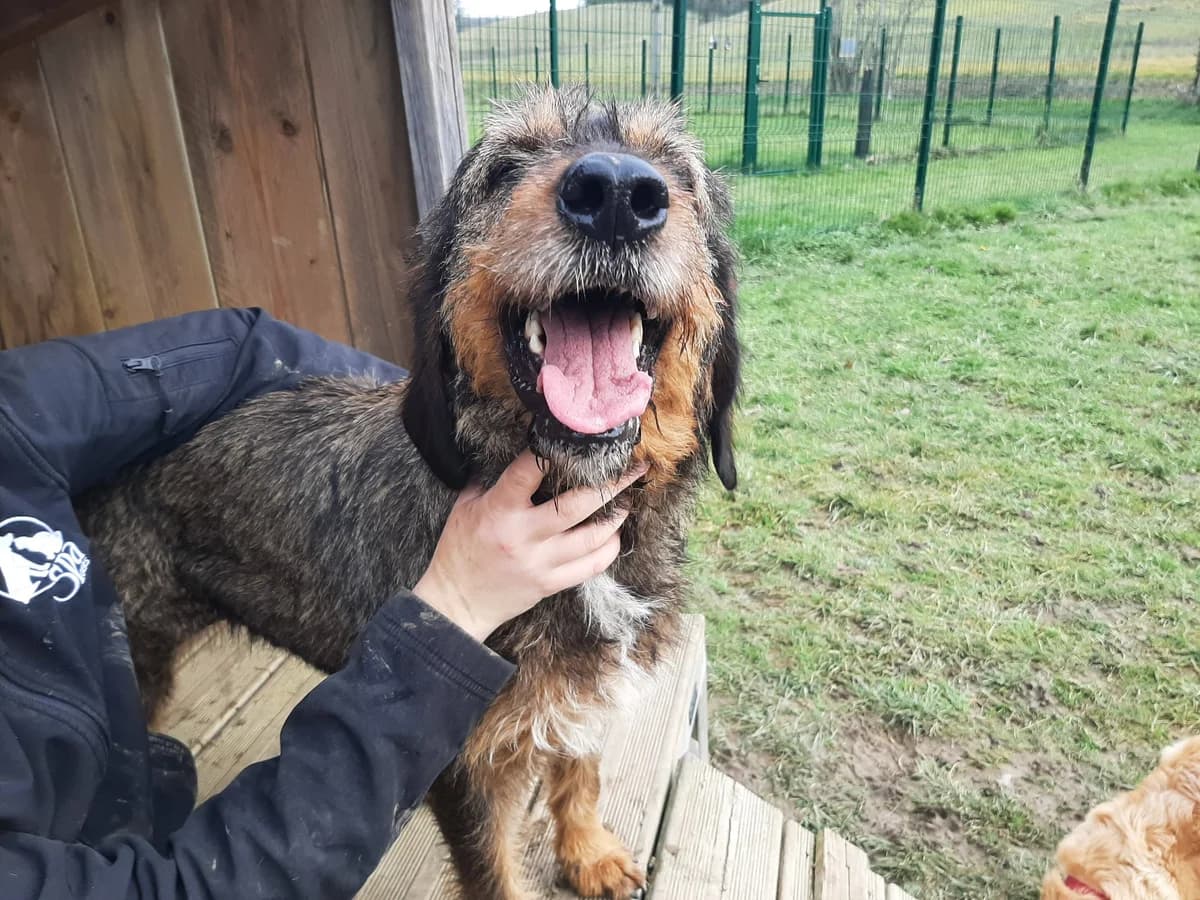 Praline, female 3yo Mixed Breed for adoption at SPA du Gers
