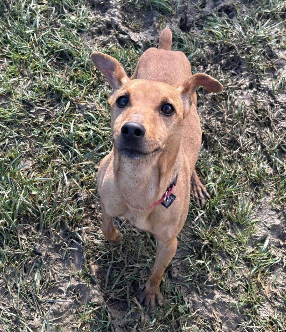 Idéfix, male 5yo Mixed Breed for adoption at SPA du Gers
