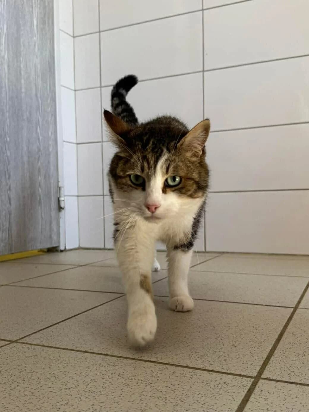 ♂️ Miou, male 6yo Mixed Breed for adoption at SPA du Gers