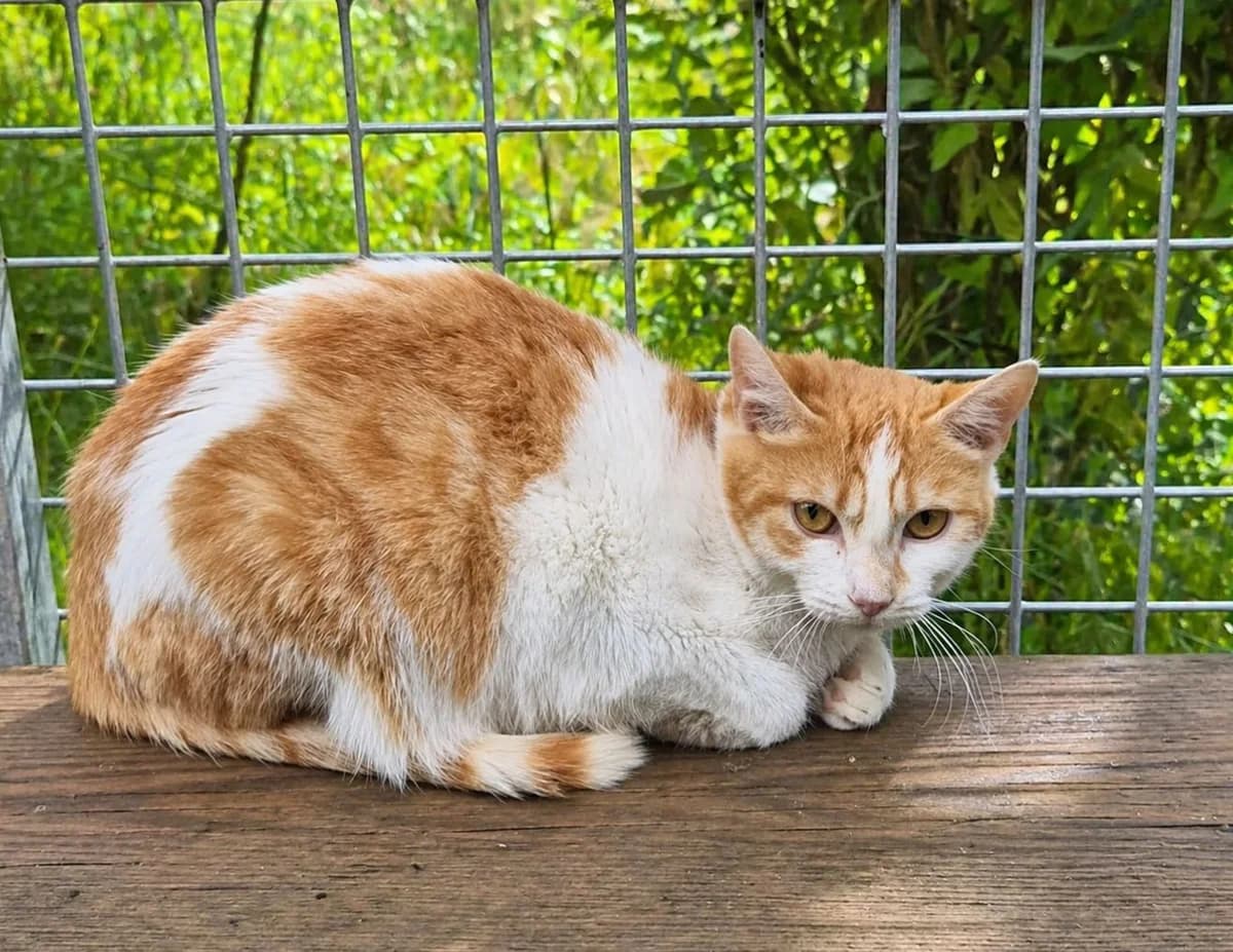 ♂️ Yuri, male young Mixed Breed for adoption at SPA du Gers