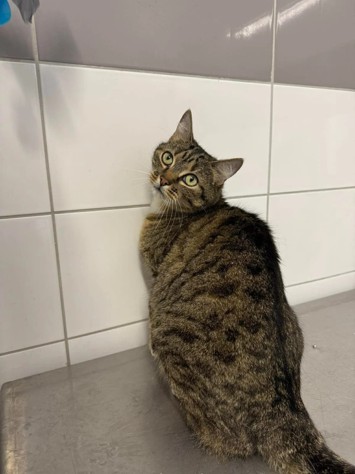 ♂️ Tigrou, male 6yo Mixed Breed for adoption at SPA du Gers