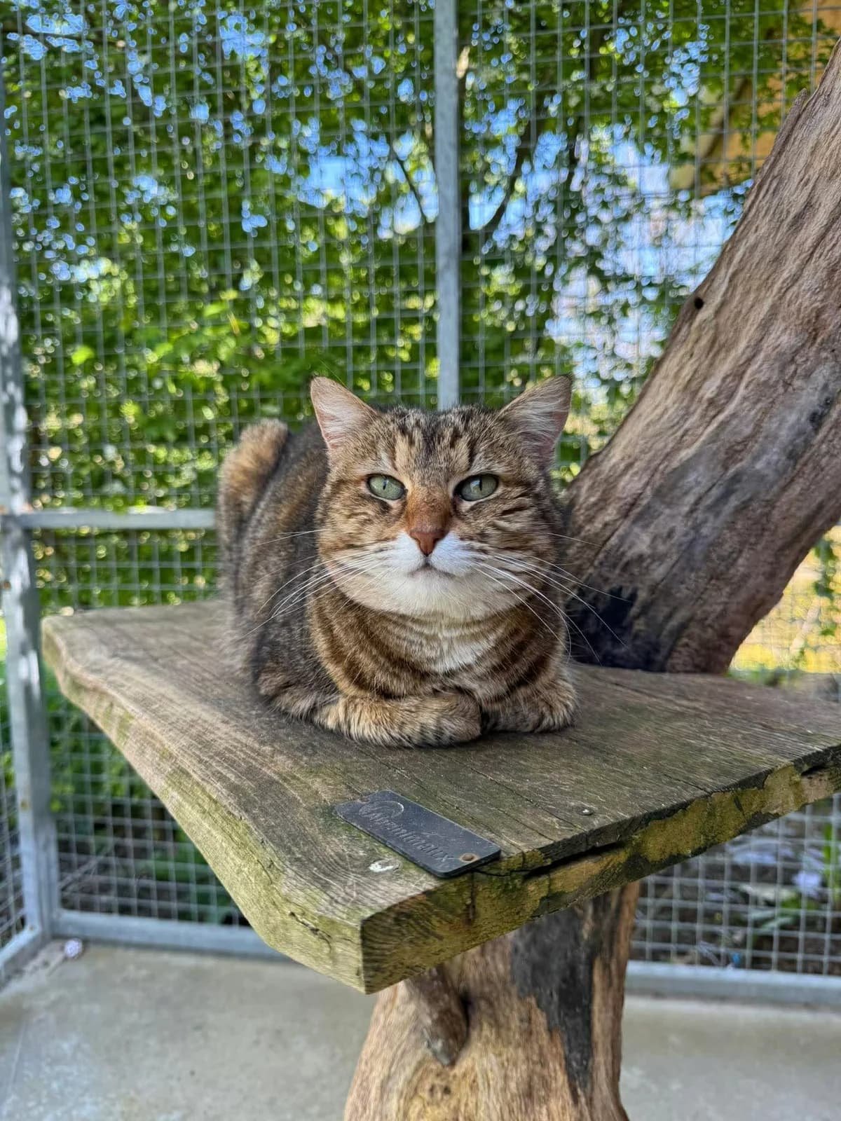 ♀️ Mina, female 6yo Mixed Breed for adoption at SPA du Gers