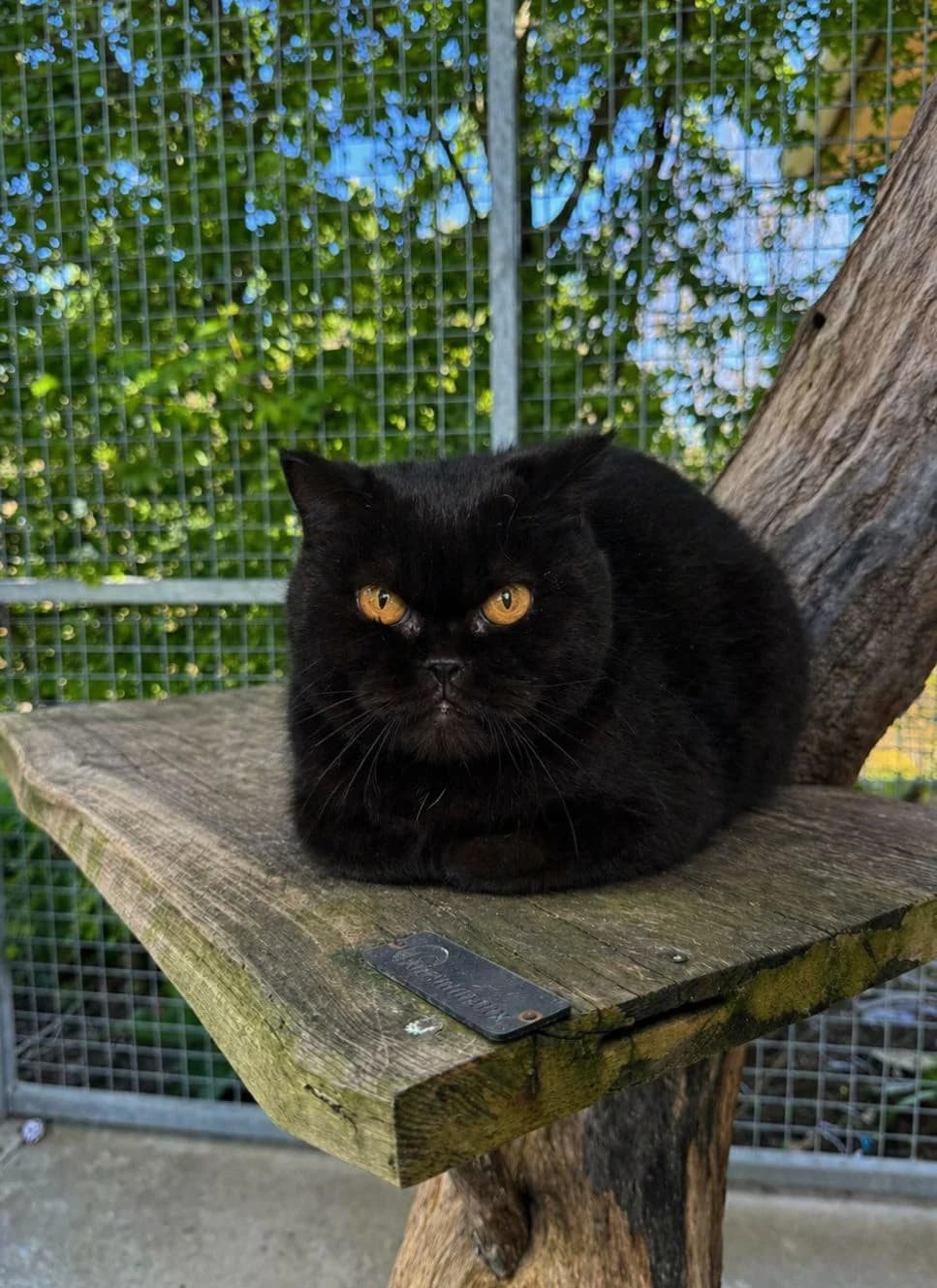 ♀️ Shasha, female 5yo Mixed Breed for adoption at SPA du Gers