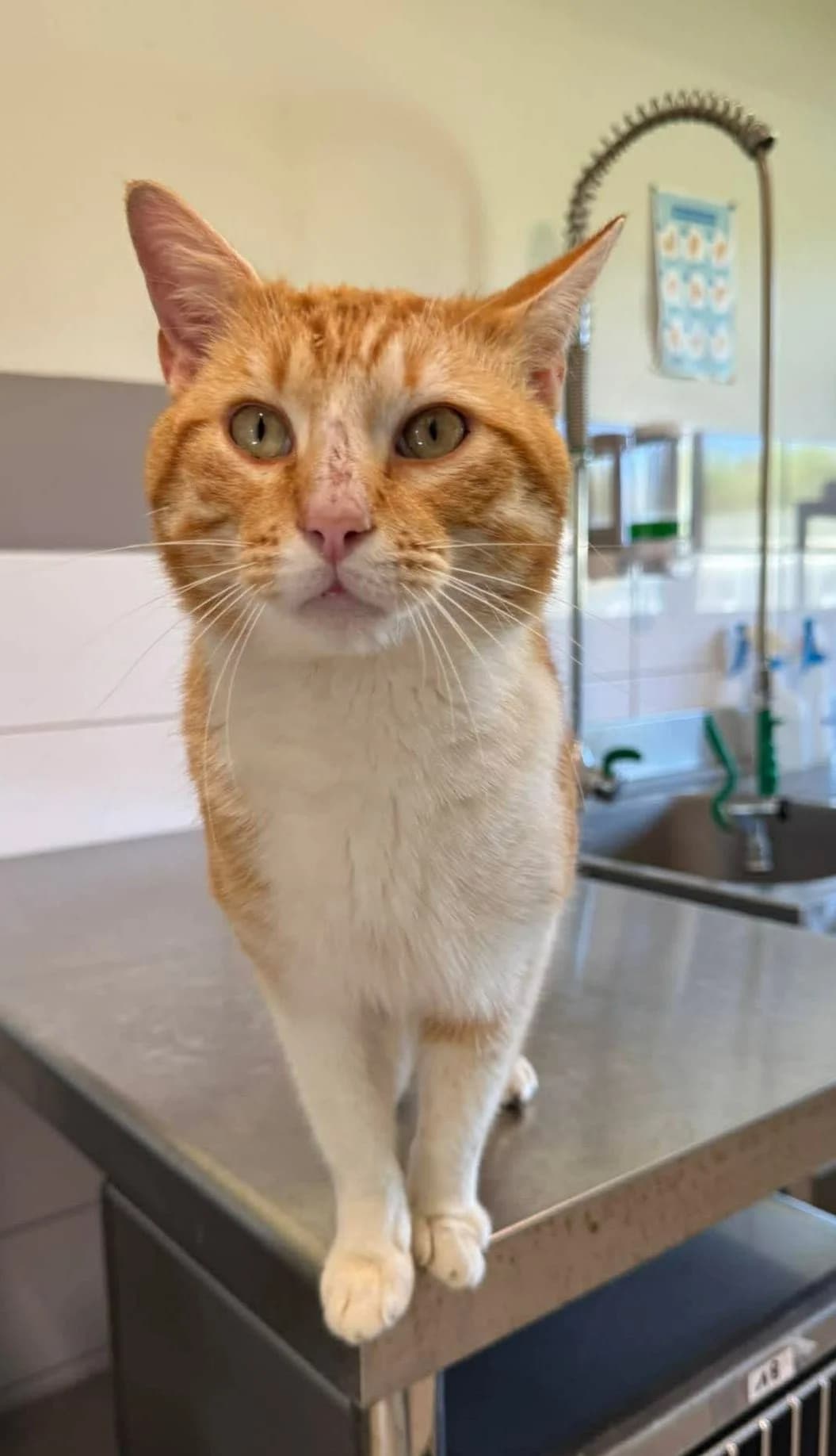 ♂️ Vegas, male young Mixed Breed for adoption at SPA du Gers
