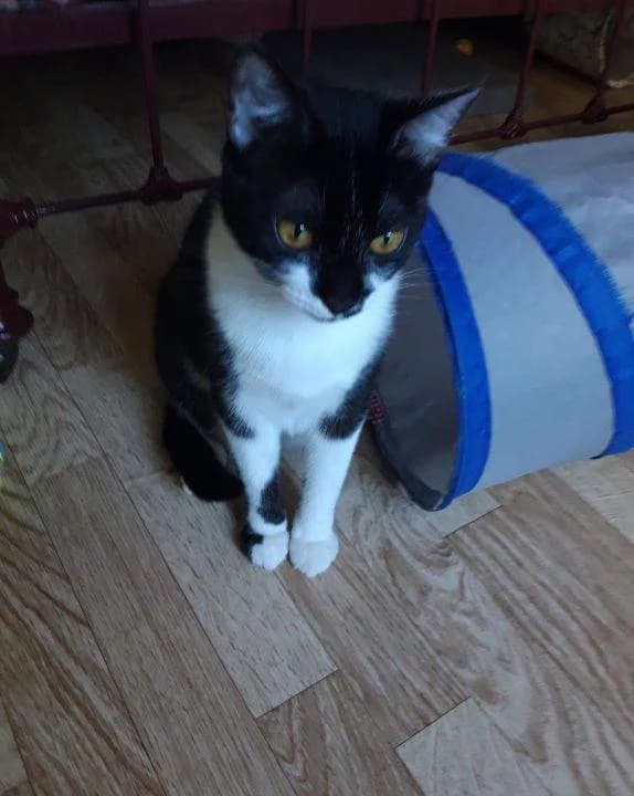 ♀️ Alix, female young Mixed Breed for adoption at SPA du Gers