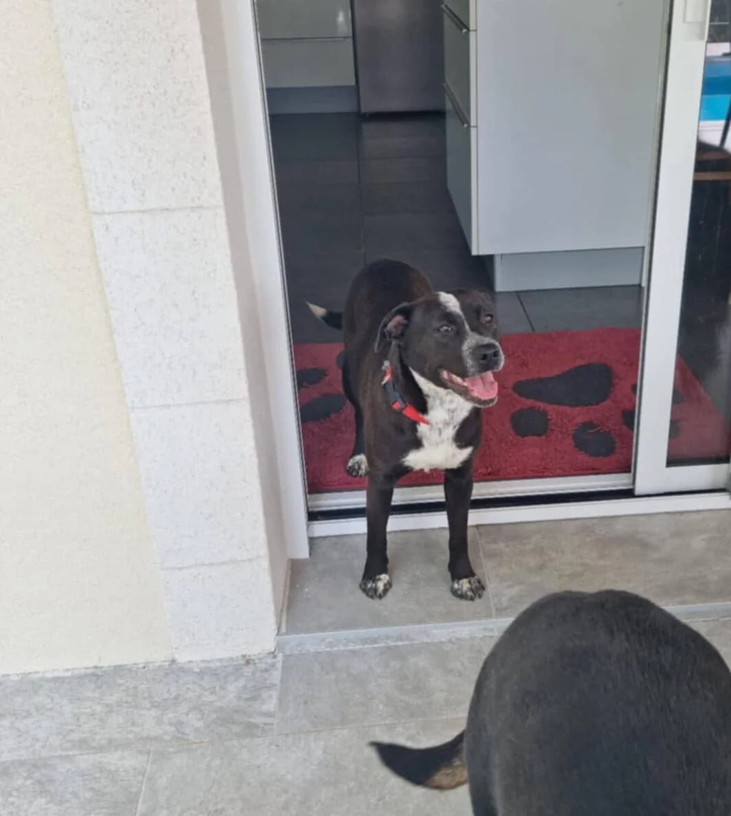 Coca, female young Mixed Breed for adoption at SPA du Gers