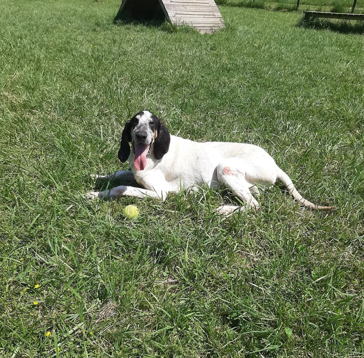 Princesse, female 7yo Mixed Breed for adoption at SPA du Gers