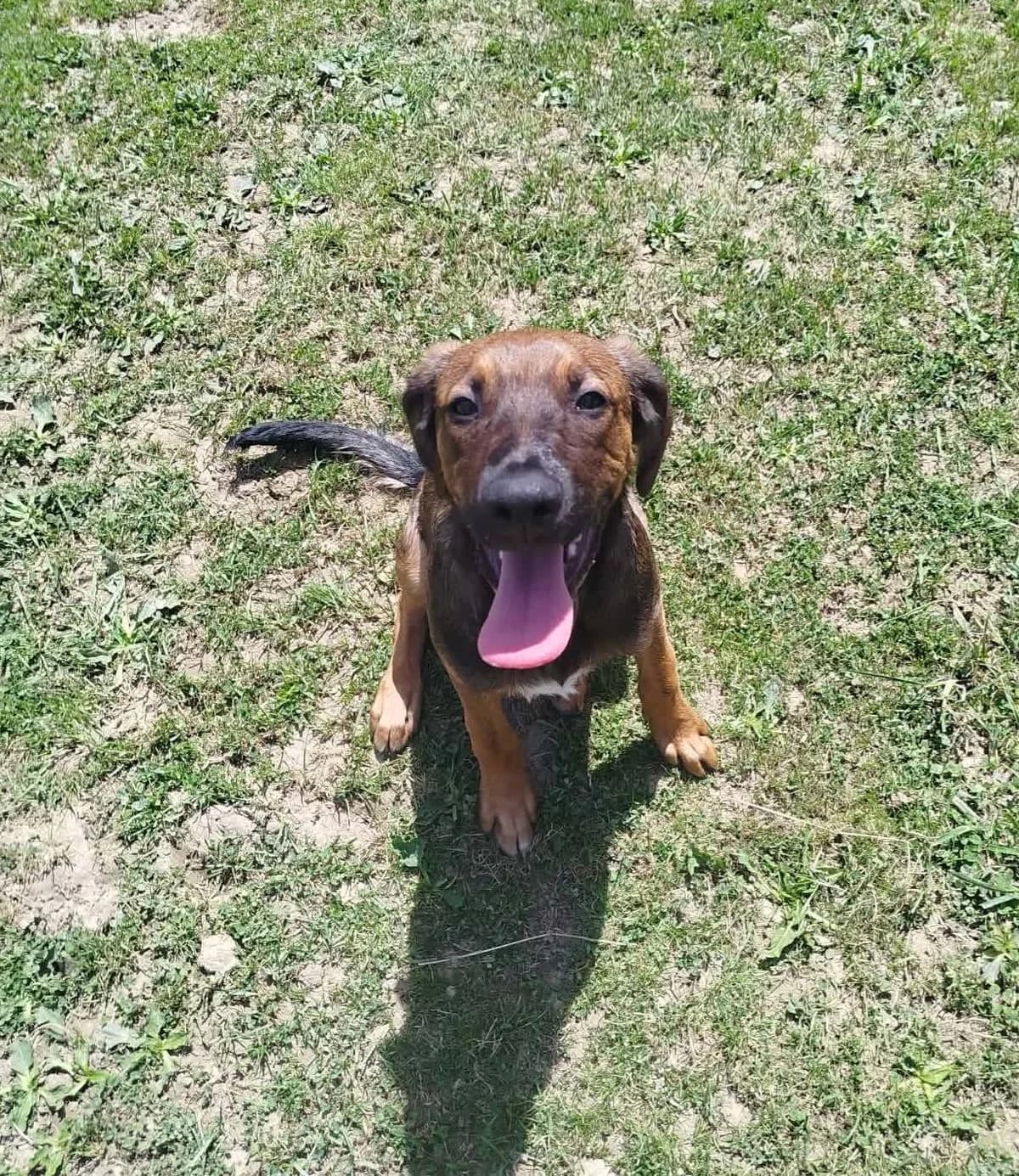 Rocky, Mixed Breed (SPA du Gers)