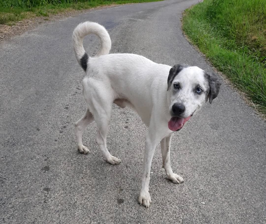 Tomy, Mixed Breed (SPA du Gers)