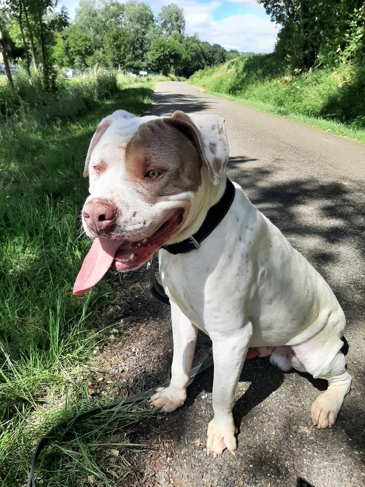 Barka, male young Mixed Breed for adoption at SPA du Gers