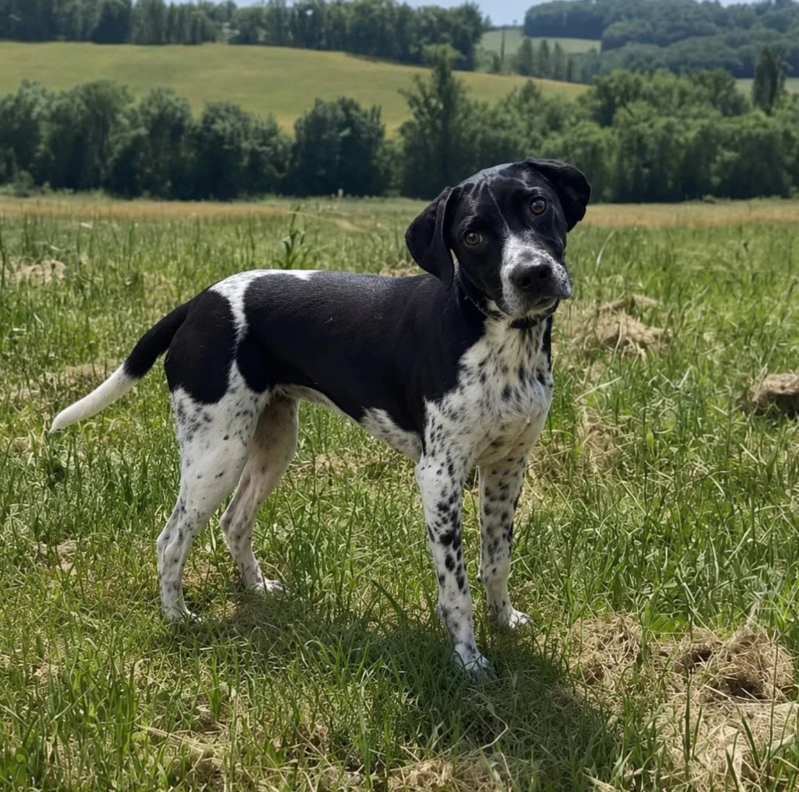 Salsa, Mixed Breed (SPA du Gers)