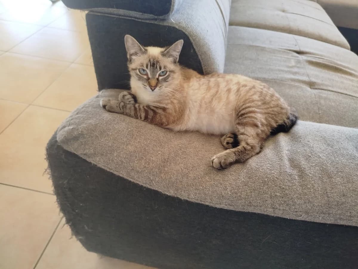 ♀️ Paprika, female young Mixed Breed for adoption at SPA du Gers
