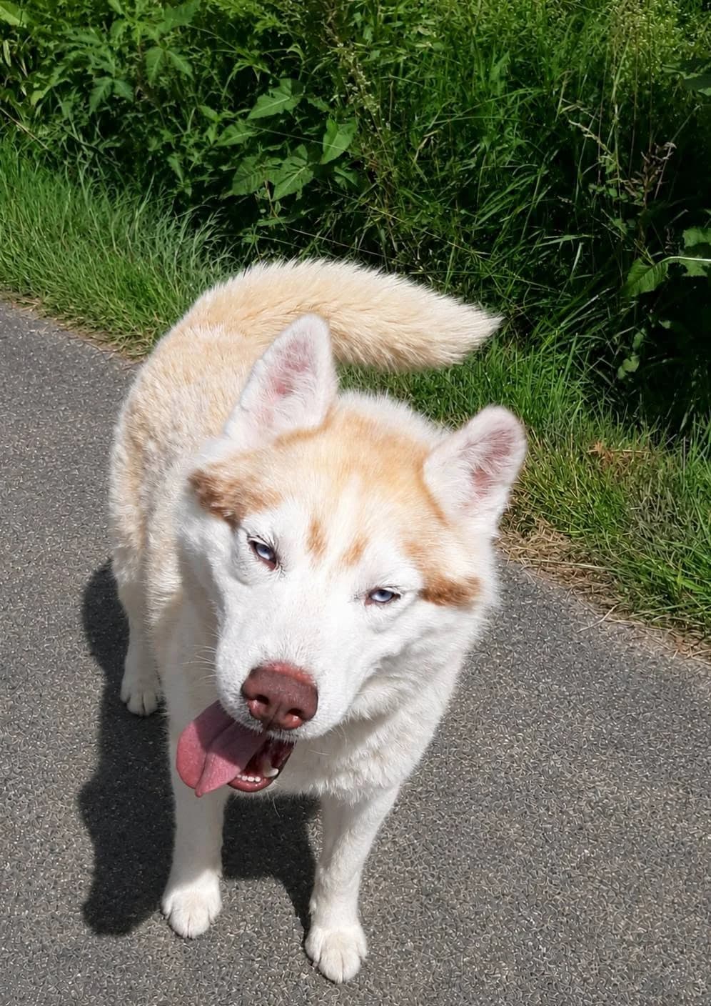 Rio, Mixed Breed (SPA du Gers)