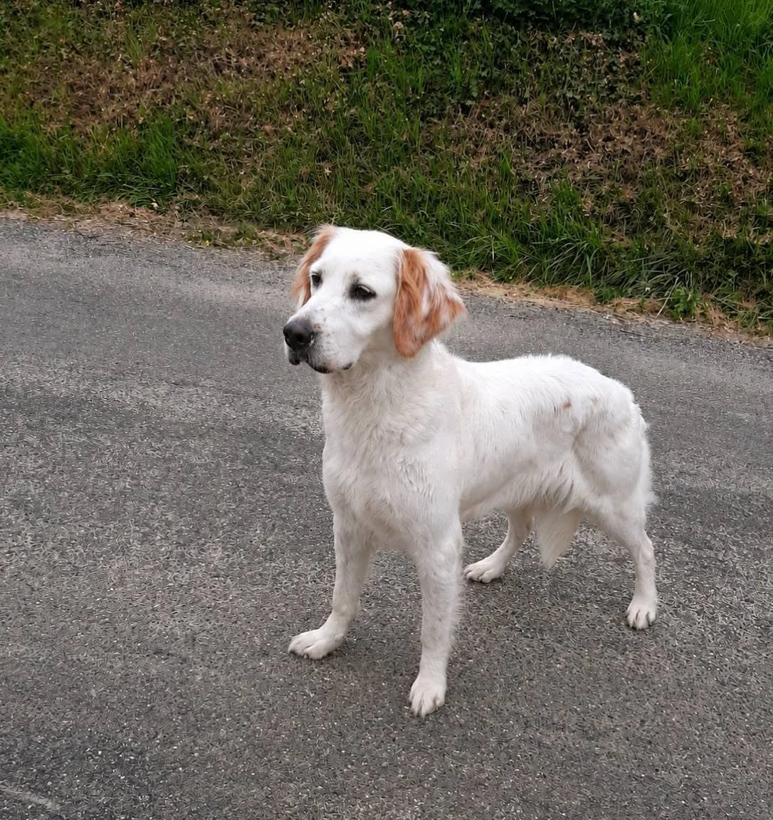 Lilas, Mixed Breed (SPA du Gers)