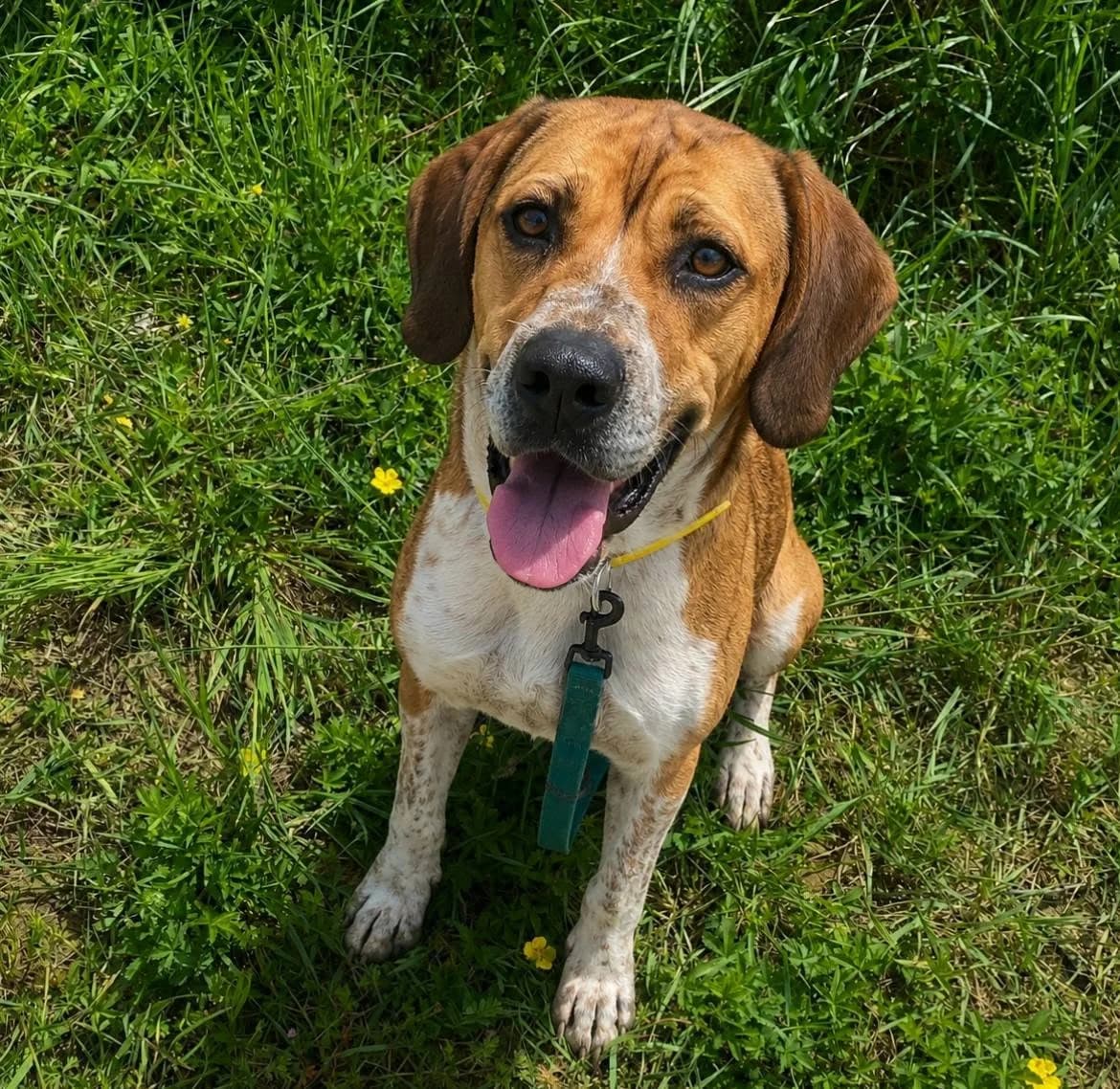 Milo, Mixed Breed (SPA du Gers)