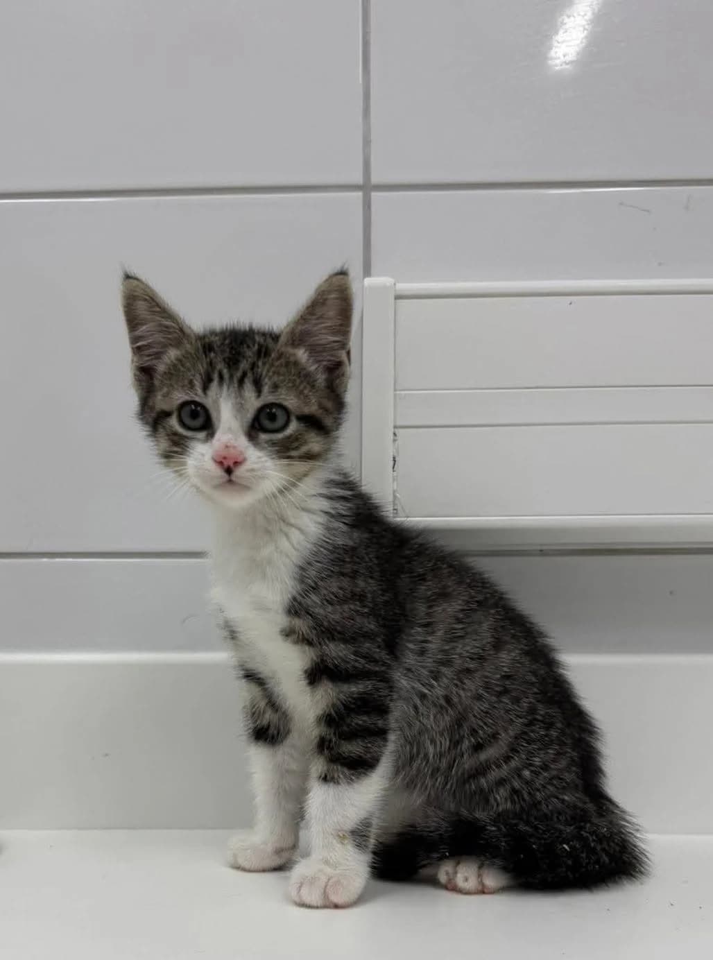 ♂️ Moka, Mixed Breed (SPA du Gers)