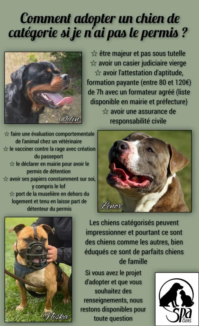 Tayra, Mixed Breed (SPA du Gers)