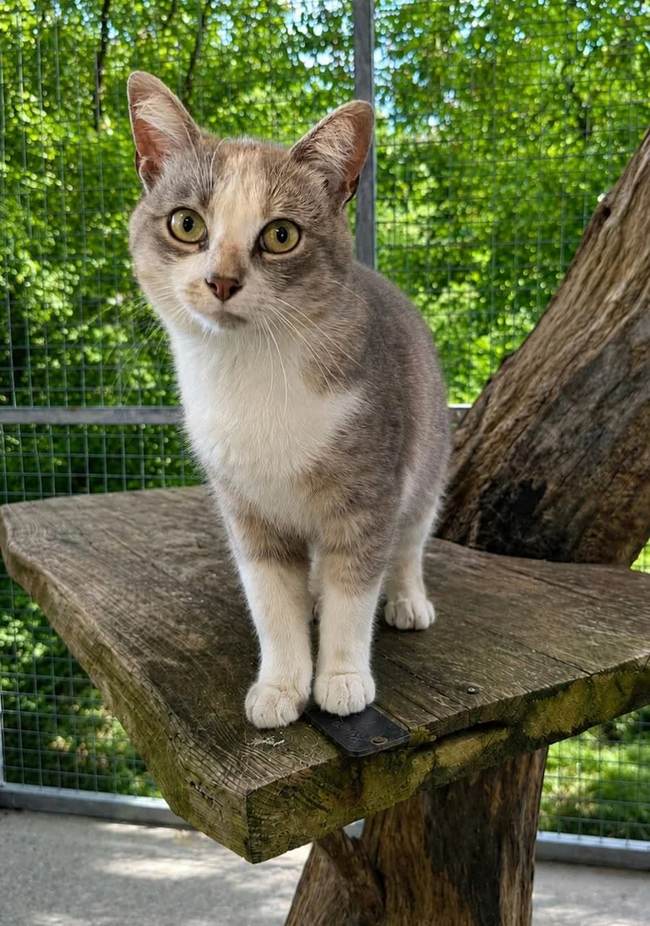 ♂️ Blitz, male young Mixed Breed for adoption at SPA du Gers