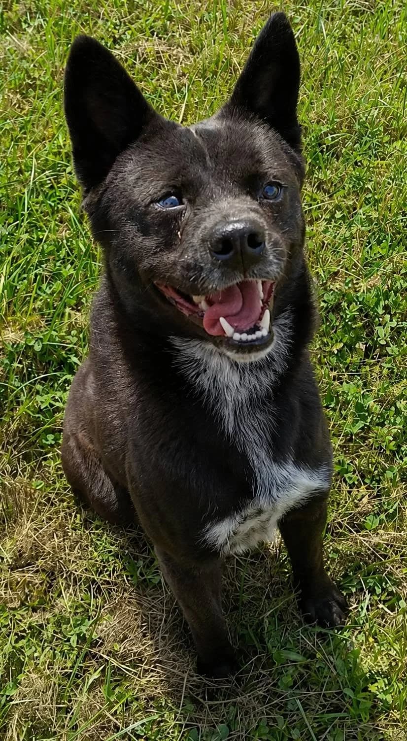 Blacky, male young Mixed Breed for adoption at SPA du Gers
