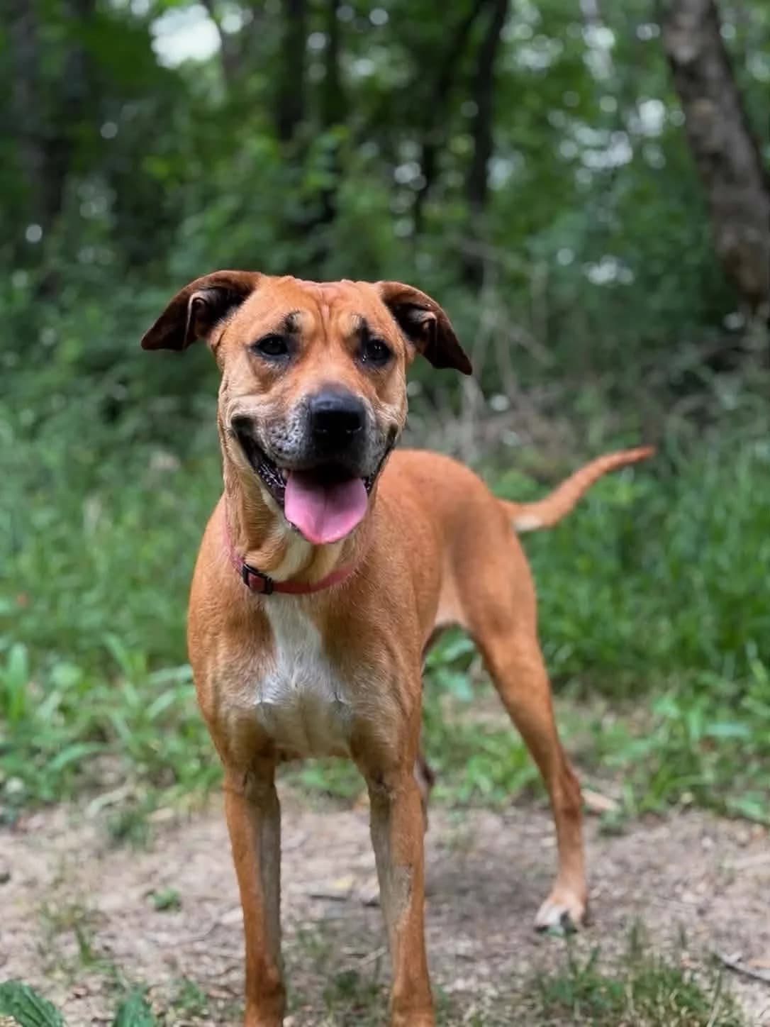 Echo, female 6yo Mixed Breed for adoption at SPA du Gers