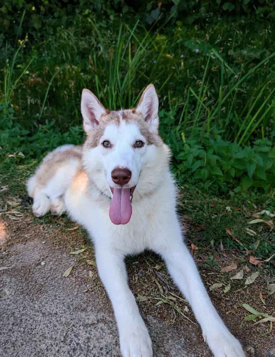 Laika, female young Mixed Breed for adoption at SPA du Gers