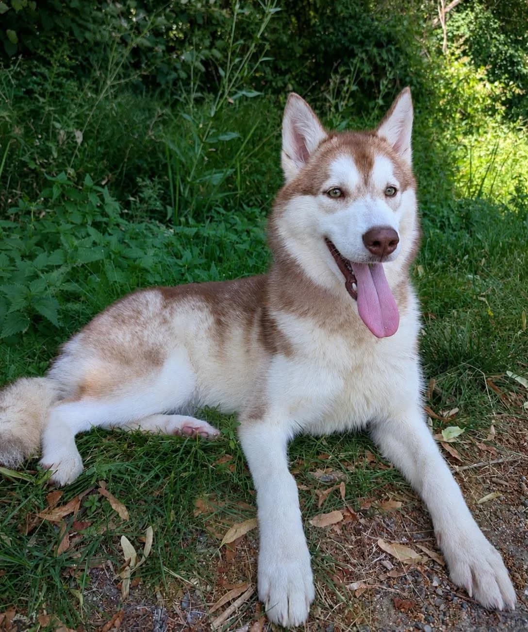 Lupa, female young Mixed Breed for adoption at SPA du Gers