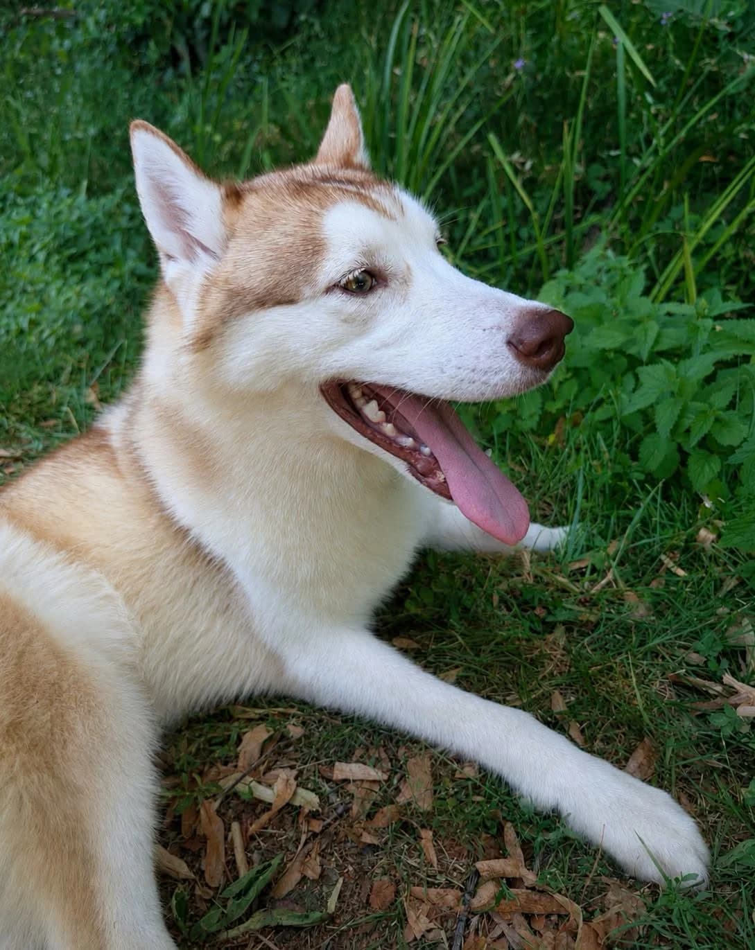Diesel, male young Mixed Breed for adoption at SPA du Gers